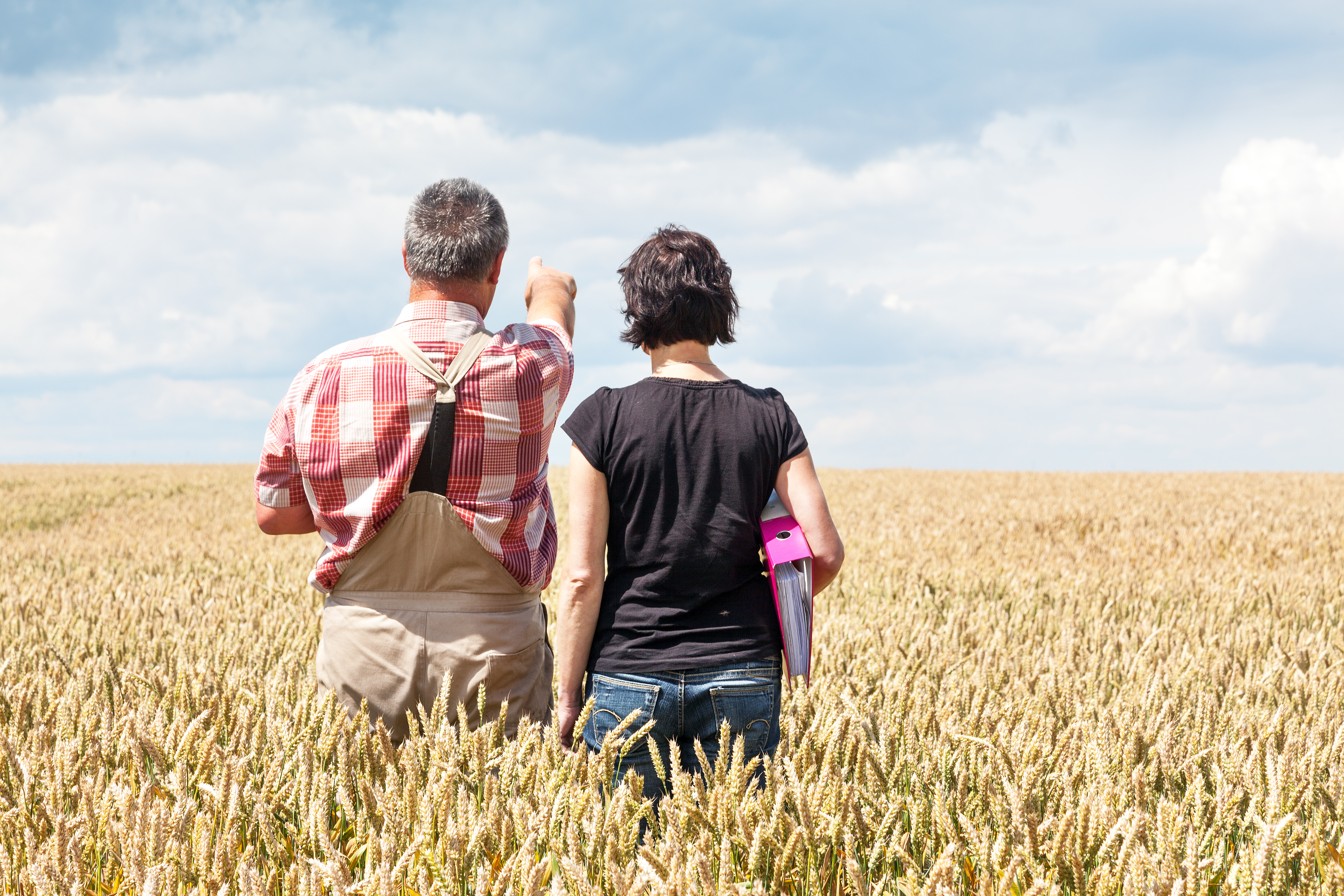 dos personas de espaldas en un campo de cereal