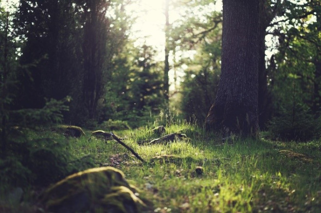 Fotografía del suelo de un bosque, con hierbas, piedras con musgo, ramas y troncos de árboles.