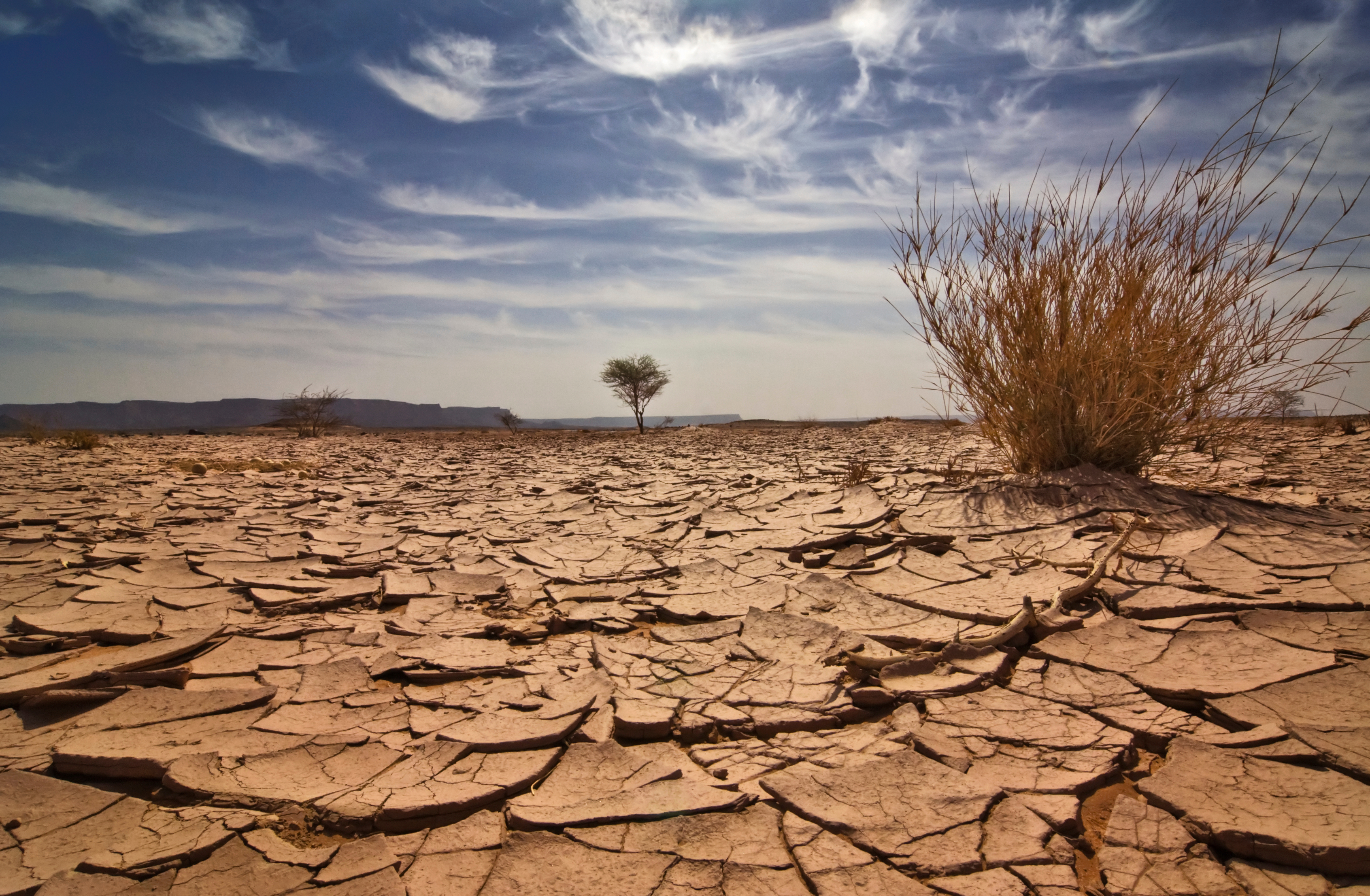 Fotografía a ras de suelo de un desierto en la que aparecen una planta seca, un árbol a lo lejos y el terreno seco y cuarteado