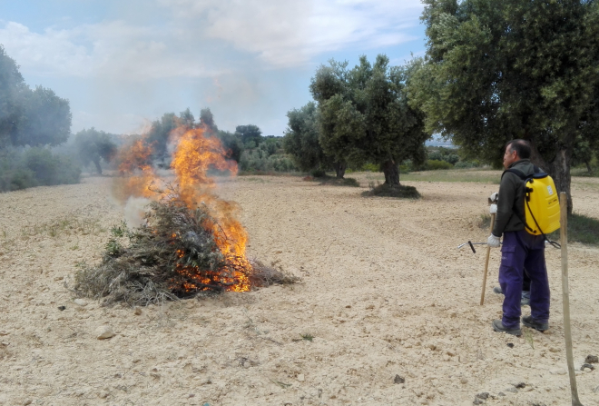 Una persona en un campo, rodeada de árboles, extingue una hoguera